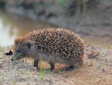 Igel im Garten warum man sie schützen sollte